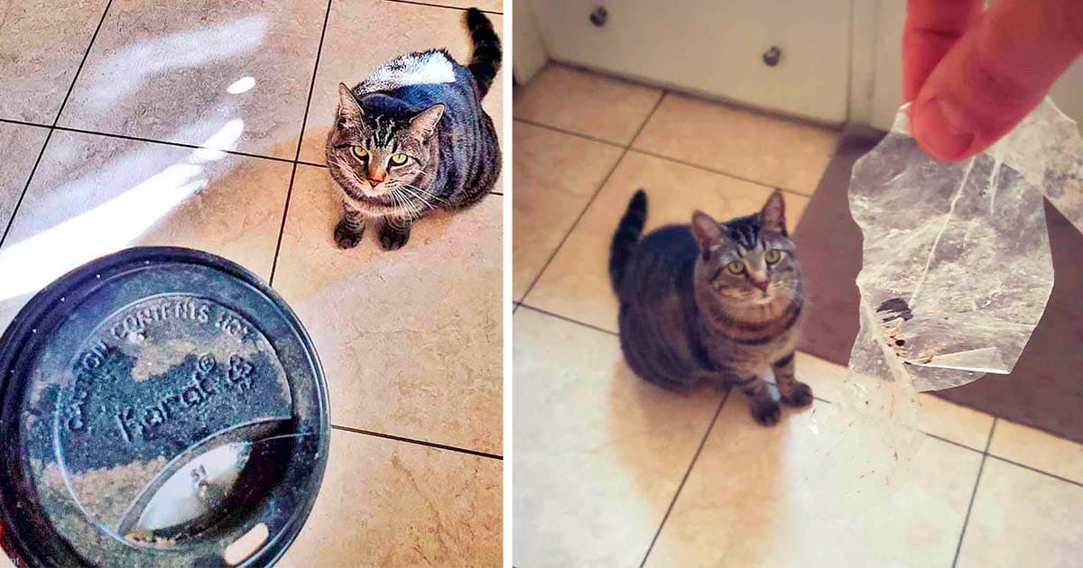 Gato recolecta 'tesoros' para dárselos a sus padres todos los días