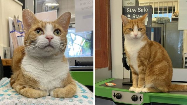 Gato trabajo jefe captura ratones estación tren