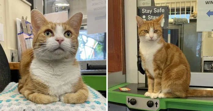 Gato trabajo jefe captura ratones estación tren
