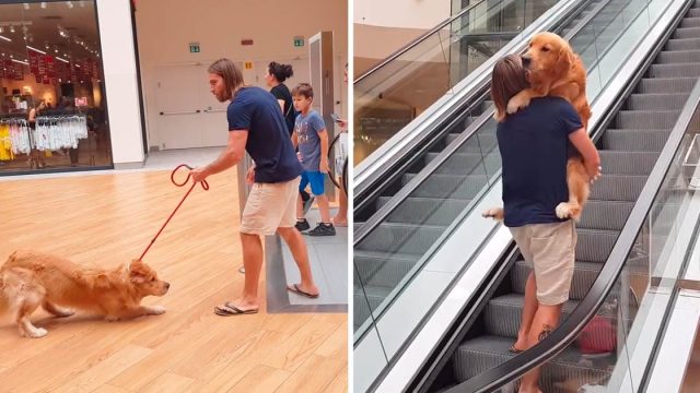 Golden retriever niega subir escaleras electricas