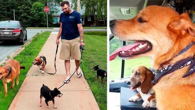 Hombre paseando con 4 perros