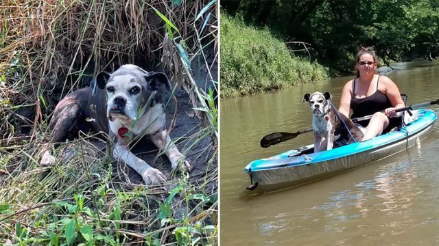 Kayakistas encuentran perrita perdida en el río