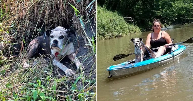 Kayakistas encuentran perrita perdida en el río