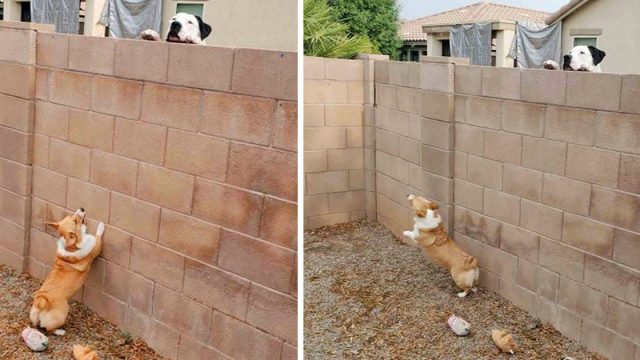 Mujer atrapa a su perrito teniendo reuniones secretas con el perro vecino