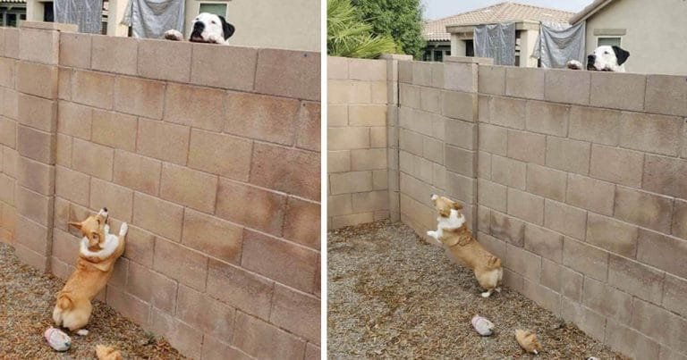 Mujer atrapa a su perrito teniendo reuniones secretas con el perro vecino