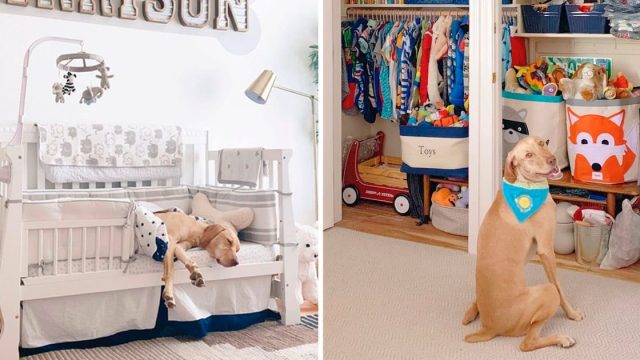 Mujer crea cuarto bebé bienvenida perro