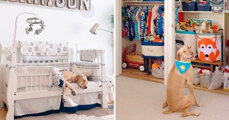 Mujer crea cuarto bebé bienvenida perro