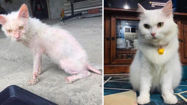 Mujer salvó a un gatito herido de las calles y le dio un amoroso hogar