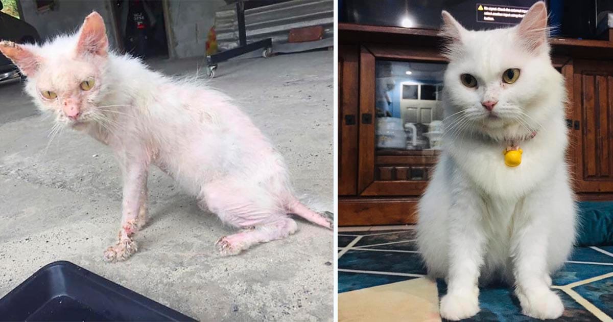 Mujer salvó a un gatito herido de las calles y le dio un amoroso hogar