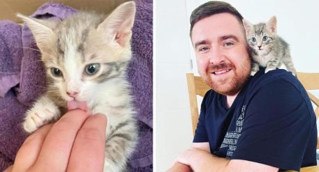 Pareja escuchó gatitos llorando en un contenedor y sabían que tenían que ayudar