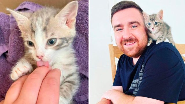 Pareja escuchó gatitos llorando en un contenedor y sabían que tenían que ayudar