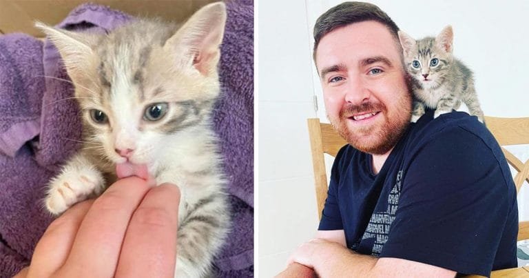 Pareja escuchó gatitos llorando en un contenedor y sabían que tenían que ayudar