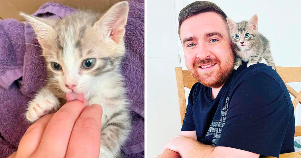 Pareja escuchó gatitos llorando en un contenedor y sabían que tenían que ayudar