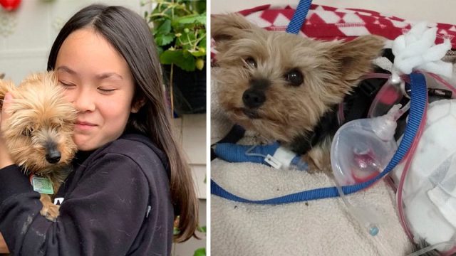 Pequeño y valiente perro defiende a su mejor amiga del ataque de un coyote