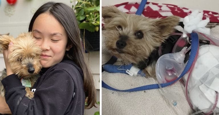 Pequeño y valiente perro defiende a su mejor amiga del ataque de un coyote