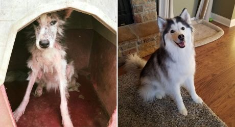 Perrita sin pelo se transforma en la chica más esponjosa y feliz