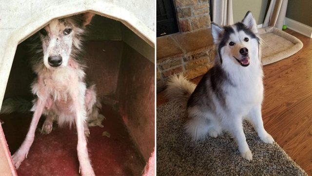 Perrita sin pelo se transforma