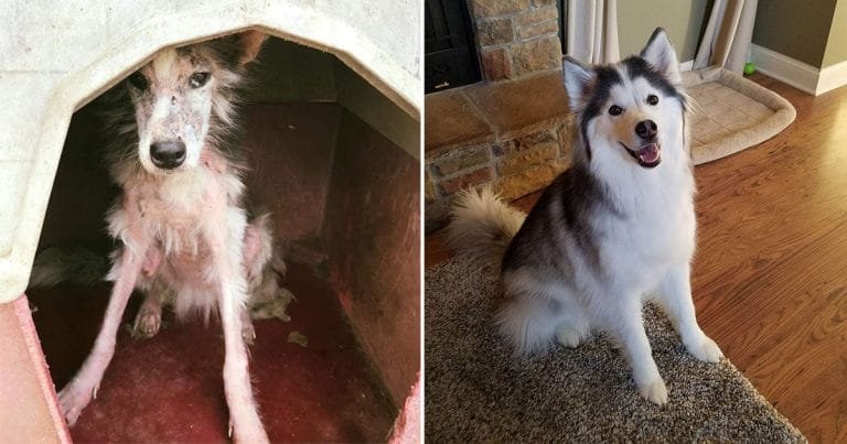 Perrita sin pelo se transforma