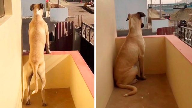 Perrito con ansiedad por separación espera pacientemente a su papá todo el día