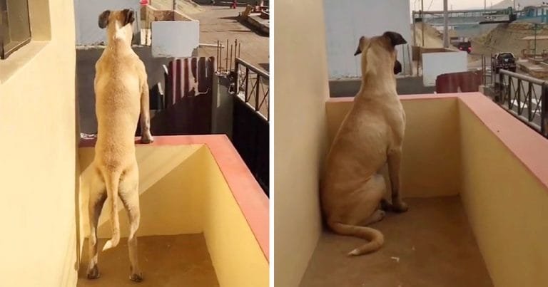 Perrito con ansiedad por separación espera pacientemente a su papá todo el día