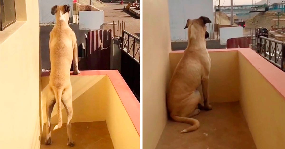 Perrito con ansiedad por separación espera pacientemente a su papá todo el día