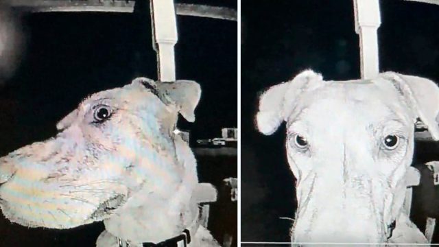Perro desaparecido regresa a casa y toca el timbre a las 3 de la madrugada