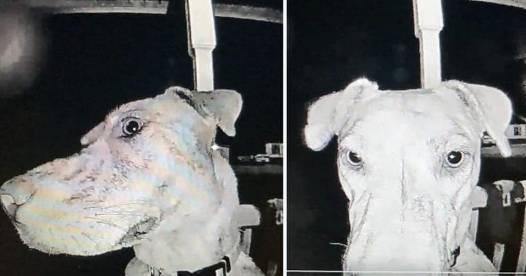 Perro desaparecido regresa a casa y toca el timbre a las 3 de la madrugada