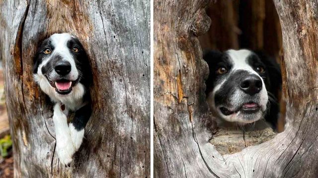 Perro encuentra un lugar acogedor en un árbol y decide subirse a él