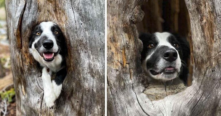 Perro encuentra un lugar acogedor en un árbol y decide subirse a él