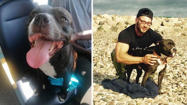 Perro escabulle tomar autobús playa padre entera facebook