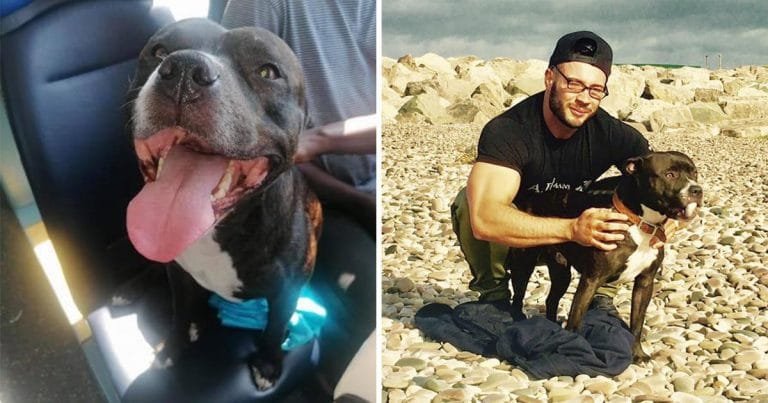 Perro escabulle tomar autobús playa padre entera facebook