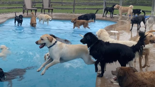 Perros divierten piscina forma hueso guarderia