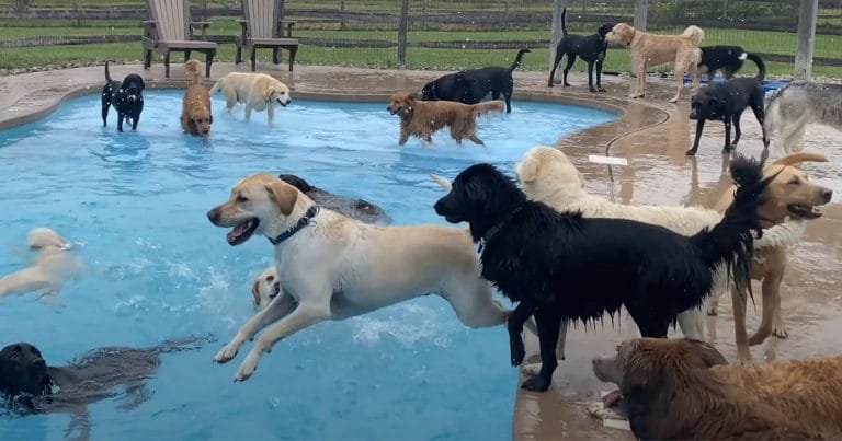 Perros divierten piscina forma hueso guarderia