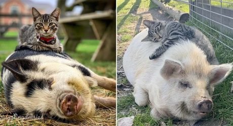 A este gato le encanta masajear, cuidar y abrazar a los cerdos en la granja