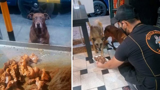 Dueño de un restaurante prepara comida gratis para cada perro sin hogar que lo visita