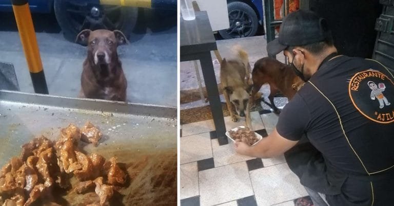 Dueño de un restaurante prepara comida gratis para cada perro sin hogar que lo visita
