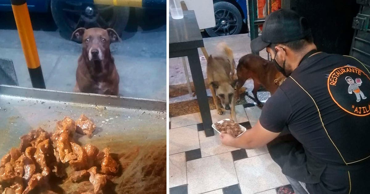 Dueño de un restaurante prepara comida gratis para cada perro sin hogar que lo visita