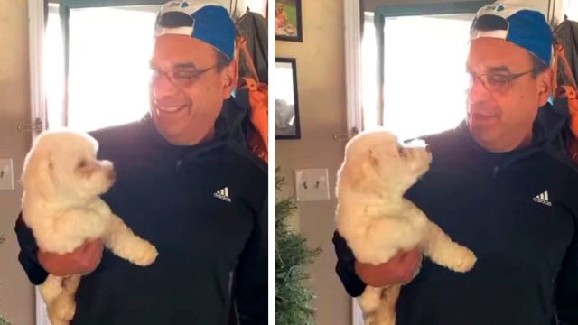 El esposo va a la peluquería y vuelve a casa con el perro equivocado