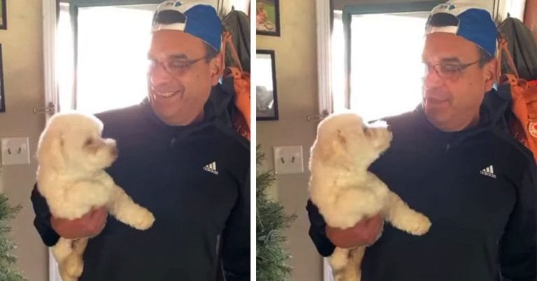 El esposo va a la peluquería y vuelve a casa con el perro equivocado