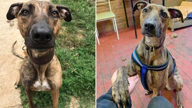 Esta perrita ha visto cómo son adoptados