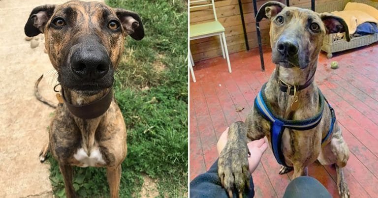Esta perrita ha visto cómo son adoptados