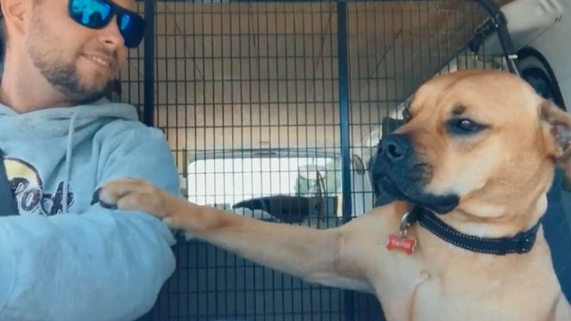 Este perro rescatado da la mano