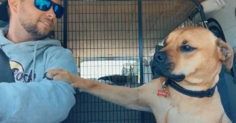 Este perro rescatado da la mano