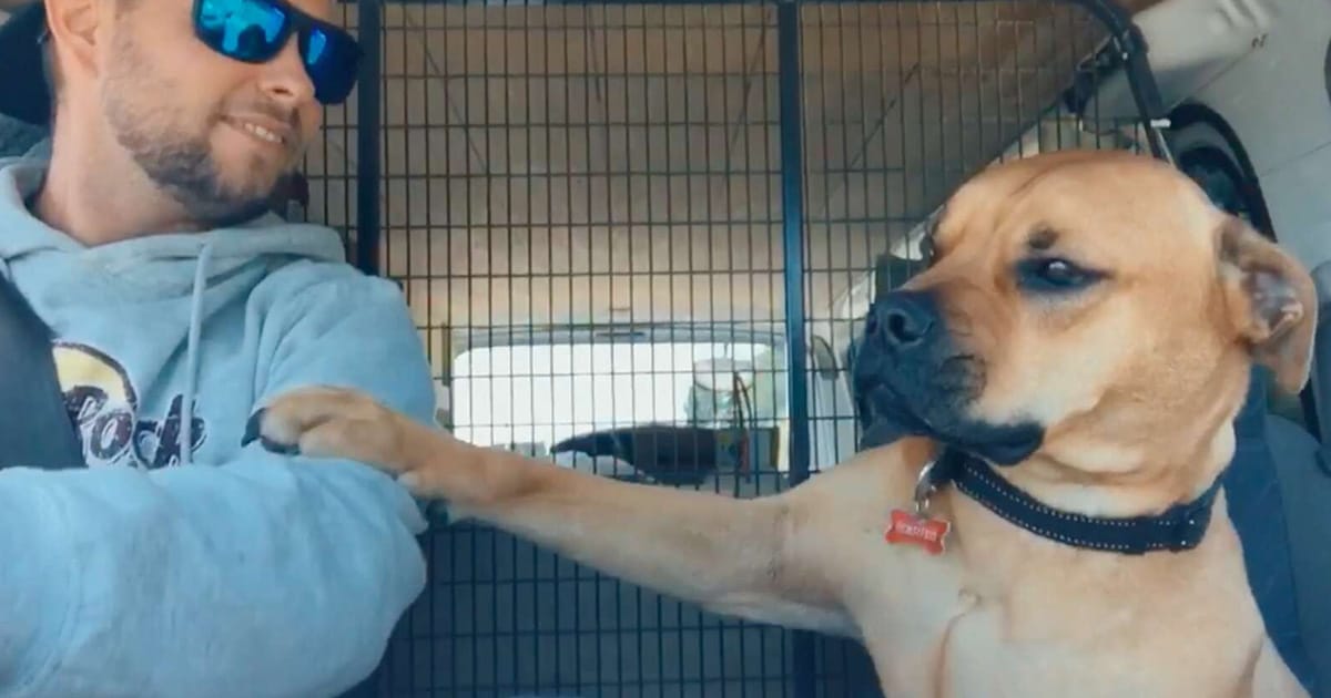 Este perro rescatado da la mano