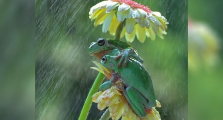 Fotógrafo nota ranas compartiendo un dulce abrazo bajo la lluvia