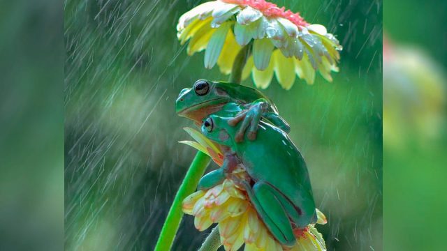 Fotógrafo nota ranas compartiendo un dulce abrazo bajo la lluvia