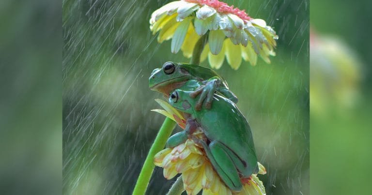 Fotógrafo nota ranas compartiendo un dulce abrazo bajo la lluvia