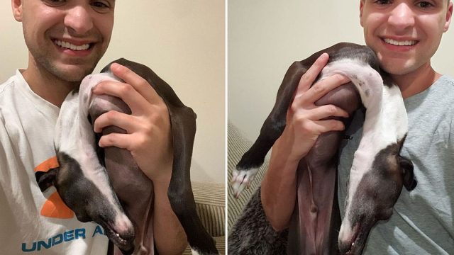 Galgo se derrite para las fotos