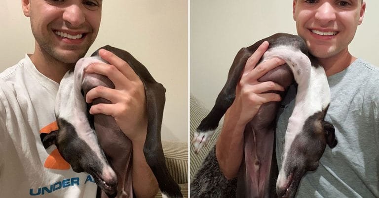 Galgo se derrite para las fotos