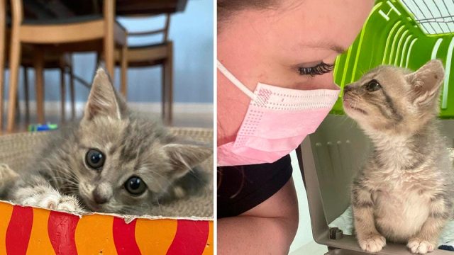 Gatita está decidida en caminar y llevar una vida feliz después de ser rescatada